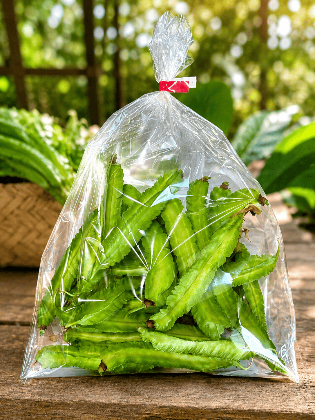 ពពាយ