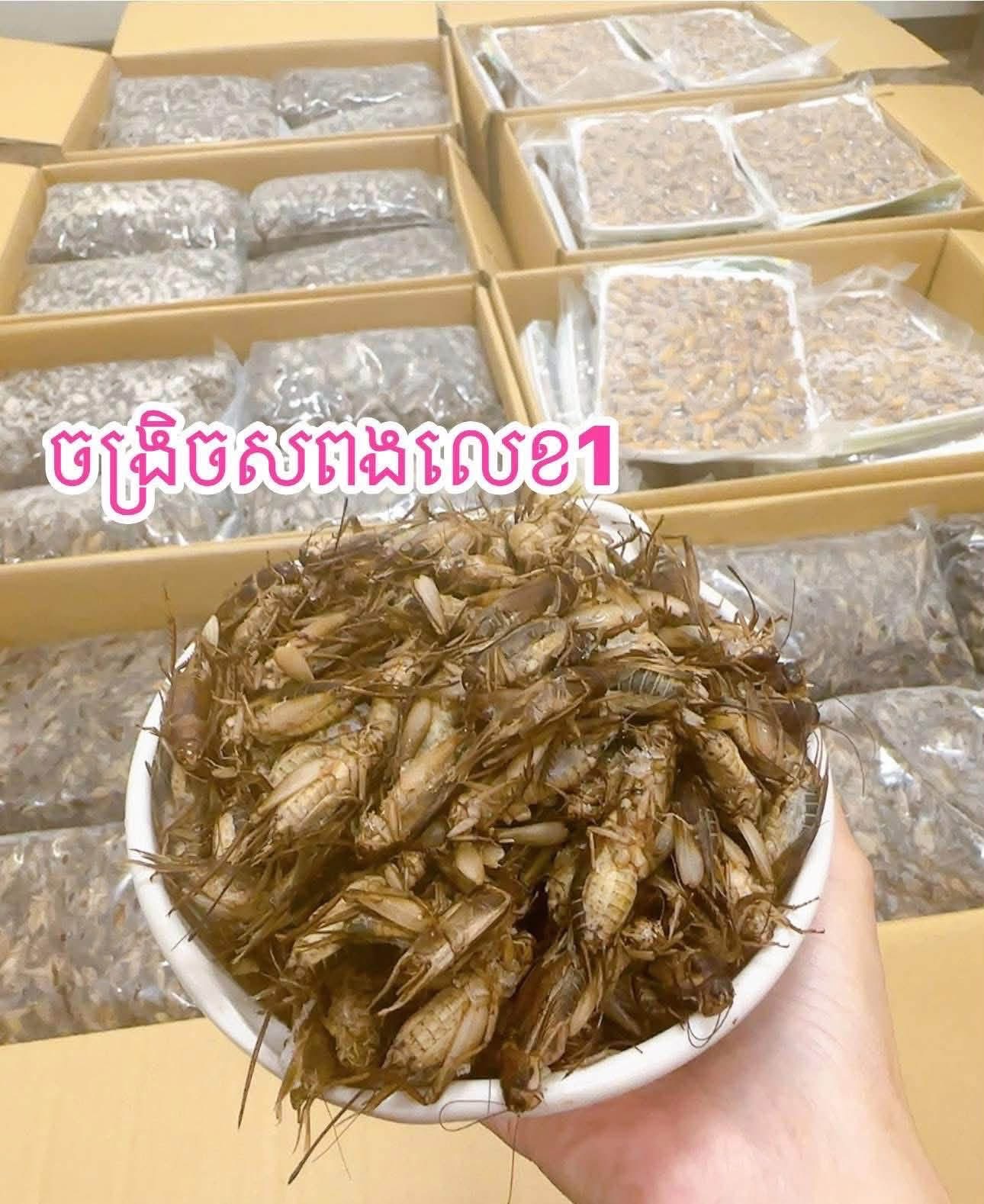 ចង្រិតសពង（390g）