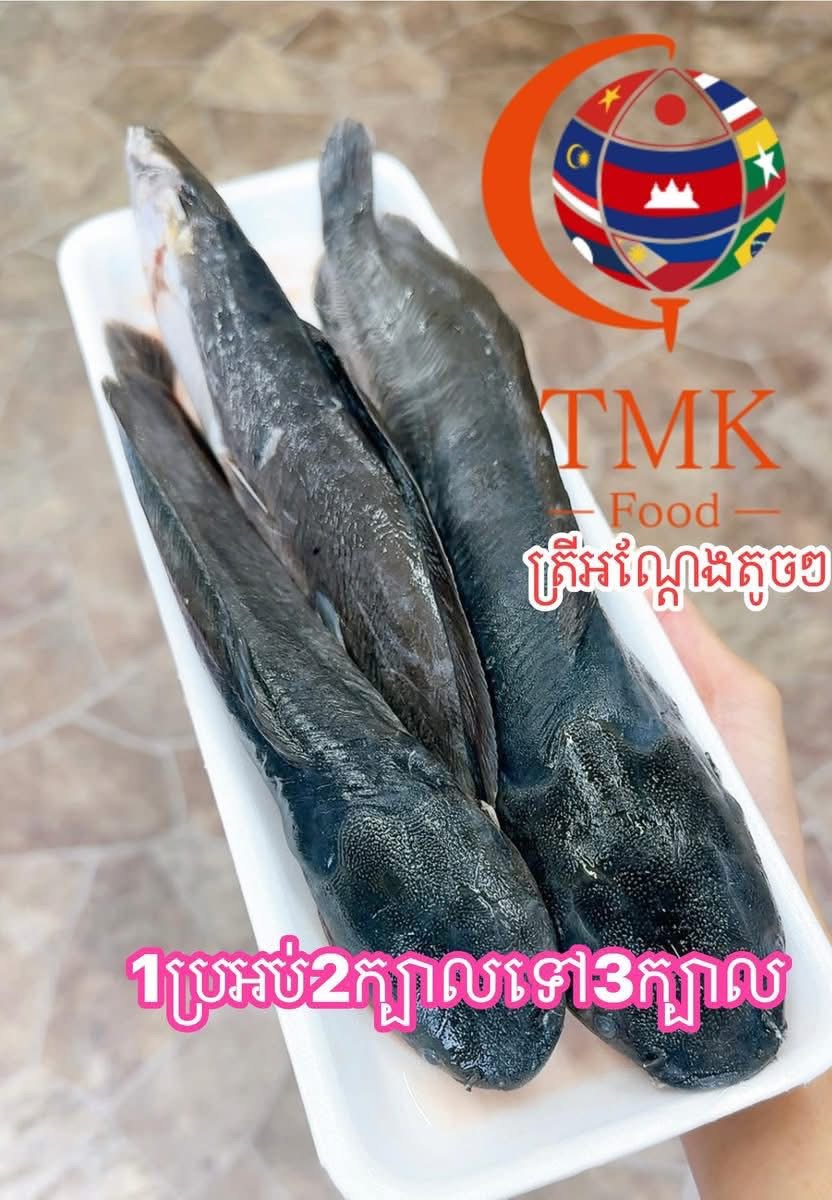 ត្រីអណ្តែងទន់មួយប្រអប់មាន៣ត្រី
