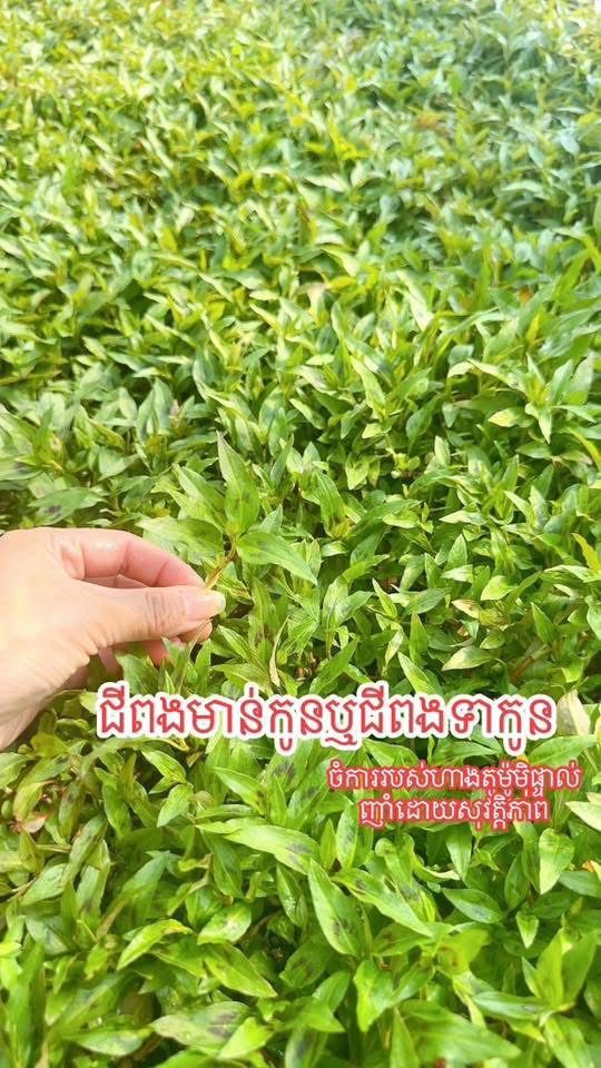 ជីពងមាន់កូន