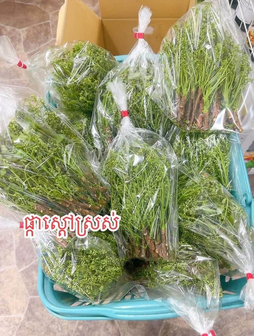 ផ្កាស្តៅស្រស់
